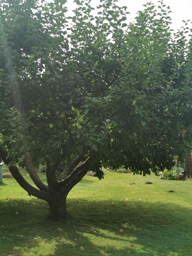 Pension Zum Park Goldberg Eksteriør billede